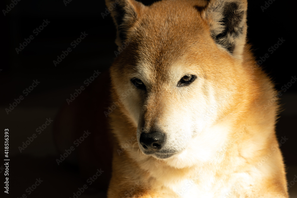 朝の陽だまりでくつろぐ柴犬