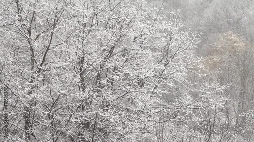 Wallpaper Mural Trees covered in snow after a blizzard. Torontodigital.ca