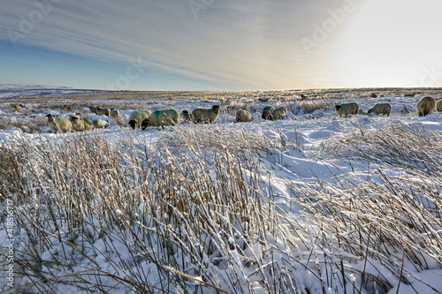 A flock of Dalesbred sheep graze on snowy moorland in Yorkshire