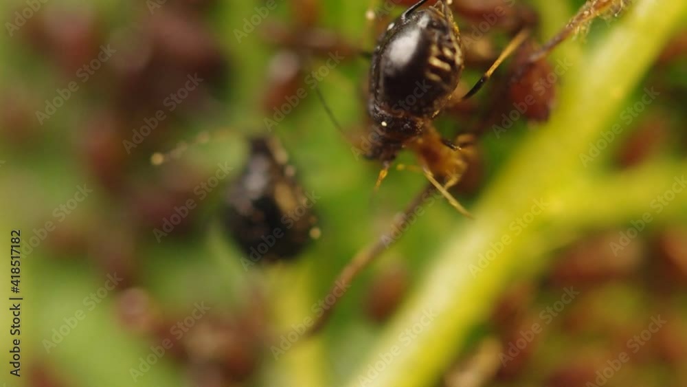 Aphid on a leaf. Aphid (Aphis) colony, black fly, bean aphid, and beet leaf aphid. Shallow depth of field. Magnification with a microscope Aphid on a leaf. Aphid (Aphis) colony, black fly, bean aphid, and beet leaf aphid. Shallow depth of field. Magnification with a microscope