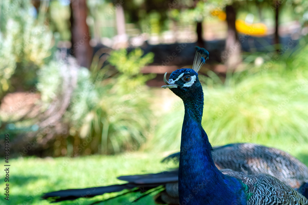 Fototapeta premium Peacock