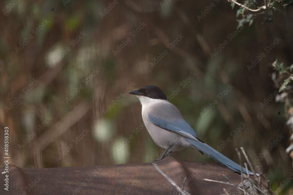 Obraz premium black capped kingfisher