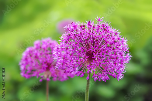                                 Allium giganteum