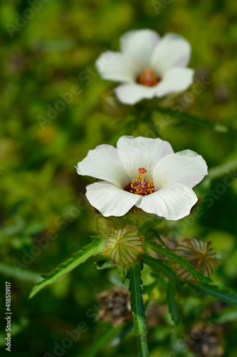 Flower-of-an-hour photo