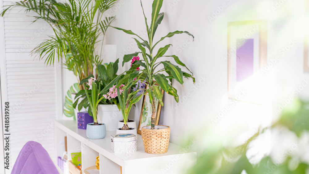 group of beautiful brightly blooming bulbous hyacinths in ceramic pots stand on a light table and green houseplants in a home decor in a bright cozy room. Spring mood.