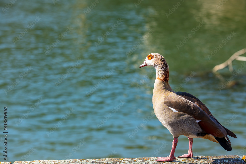 Nilgans Nilgans