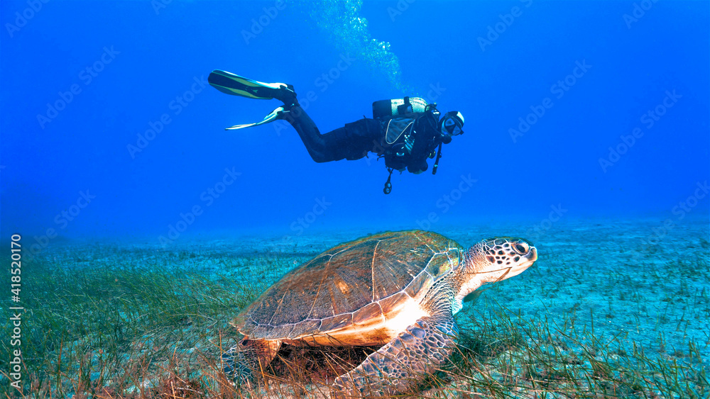 sea turtle and scuba diver swimming