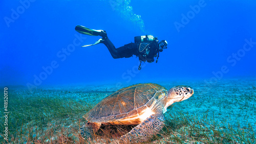 sea turtle and scuba diver swimming