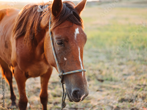 A brown horse grazes on a meadow in a field