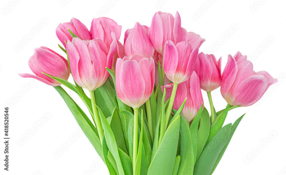 Spring flowers. Flowers bouquet with pink tulips isolated on white background. . Spring flowers. Flowers bouquet with pink tulips isolated on white background. .