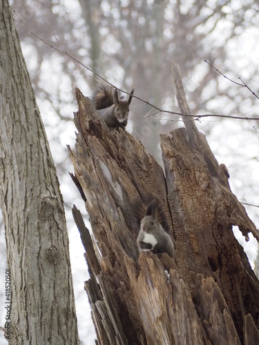 札幌市内で見つけたエゾリス