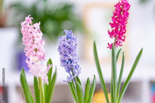 group of beautiful bright blooming bulbous hyacinths in ceramic pots stand on a light table against a background cozy room. Spring mood. Blurred background. Selective Focus