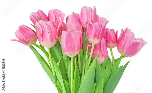 Fototapeta Naklejka Na Ścianę i Meble -  Spring flowers. Flowers bouquet with pink tulips isolated on white background. .