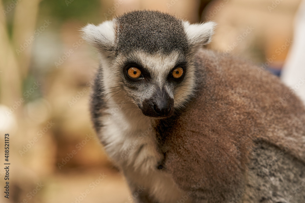 Obraz premium Lemur
