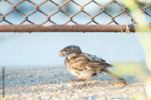 Close-up of a Sparrow Standing on Pebbled Ground