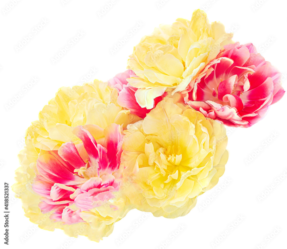 Beautiful Tulips flowers isolated on white background. Spring season. Top view. Yellow and red tulips Beautiful Tulips flowers isolated on white background. Spring season. Top view. Yellow and red tulips