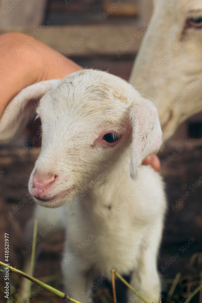 Cute sheep get ready to eat - 26 May, 2021 Cute sheep get ready to eat - 26 May, 2021