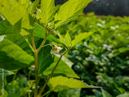 Physalis longifolia, known by the common names common groundcherry, longleaf groundcherry, and wild tomatillo, is a species of flowering plant in the nightshade family, Solanaceae.