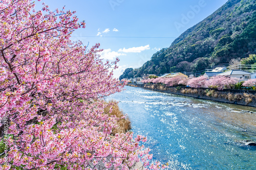 日本の春 伊豆河津町の桜並木