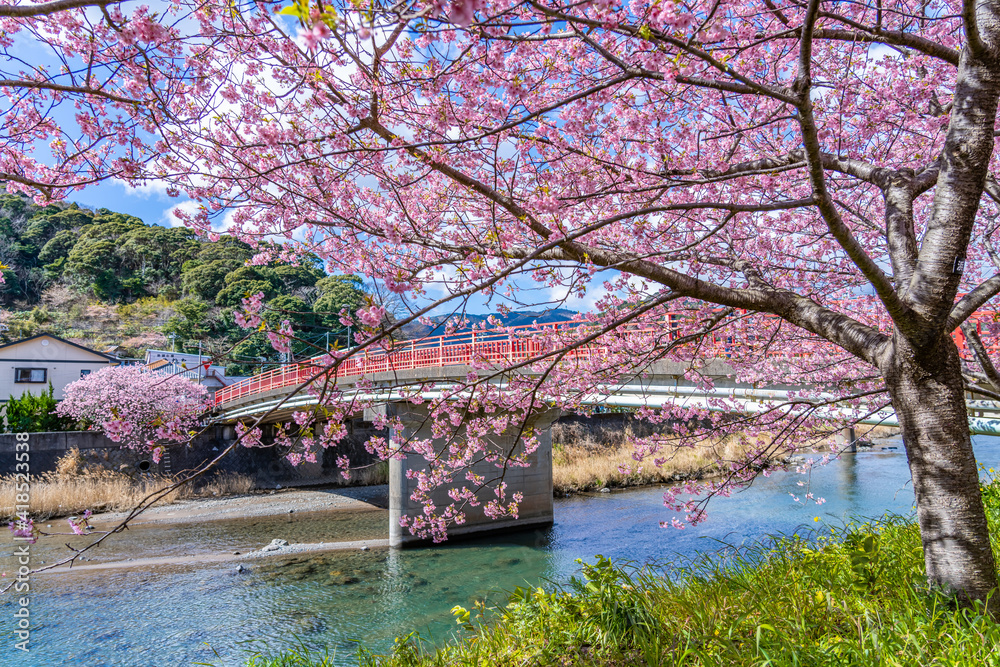 日本の春 伊豆河津町の桜並木