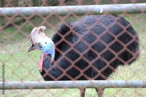 african grey crowned crane