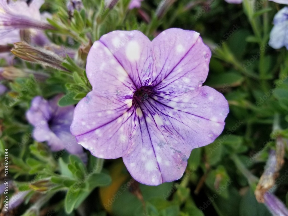 A light purple color of Petunia Crystal Sky flower at full bloom A light purple color of Petunia Crystal Sky flower at full bloom