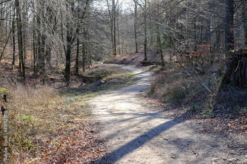 Gewundener Waldweg im Frühling photo