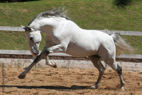 horses at liberty