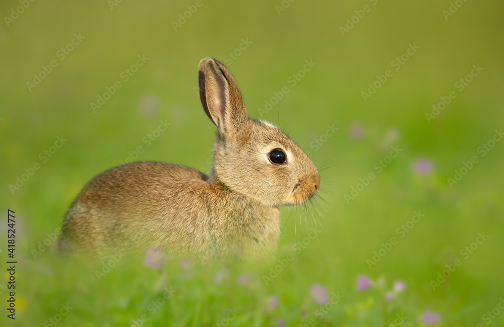 Fototapeta premium Portrait of a cute little rabbit sitting in meadow