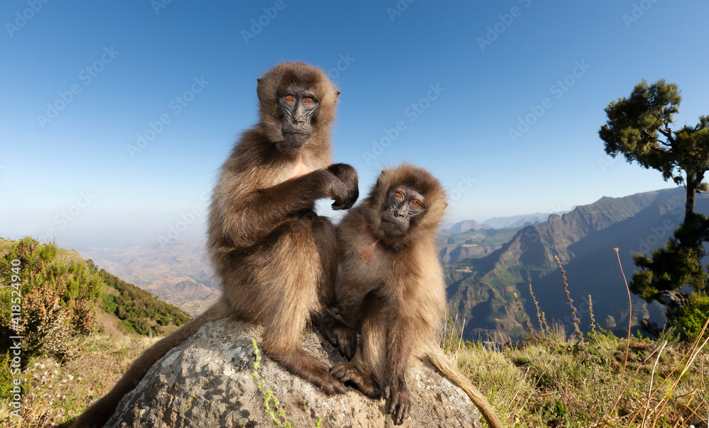 Fototapeta premium Close up of two Gelada monkeys sitting on a rock in Simien mountains