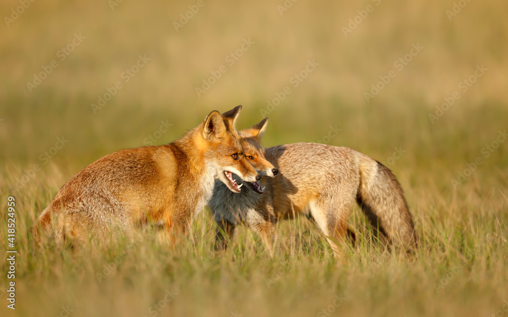 Close up of two playful Red fox cubs