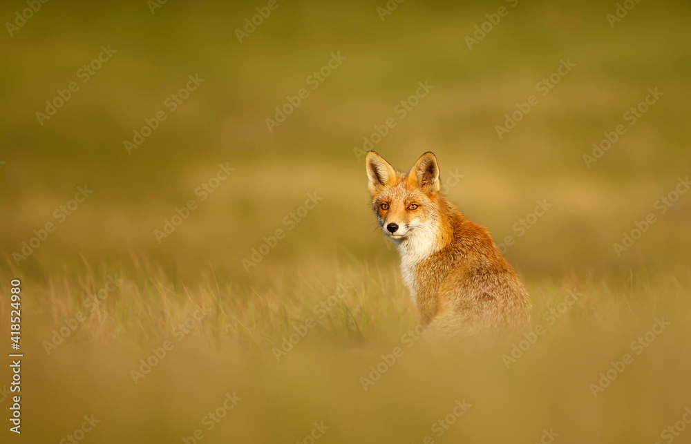 Obraz premium Red fox sitting in grass at sunset