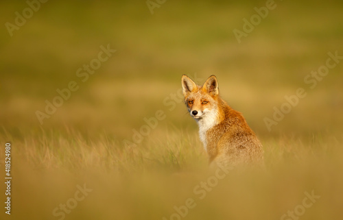 Red fox sitting in grass at sunset © giedriius