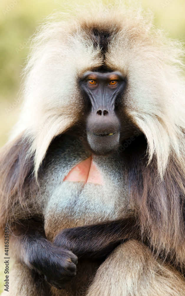 Fototapeta premium Close up of a male Gelada monkey