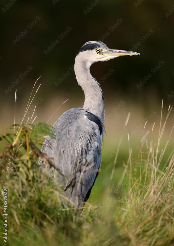 Fototapeta premium Close-up of a grey heron standing in grass