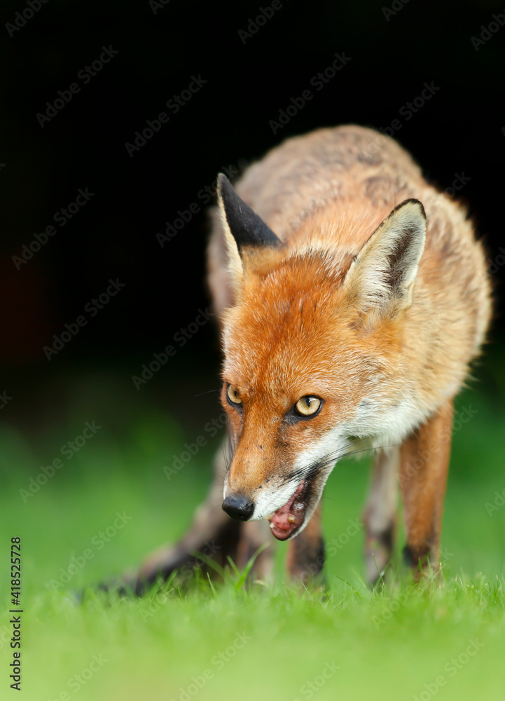 Red fox in grass against dark background Red fox in grass against dark background