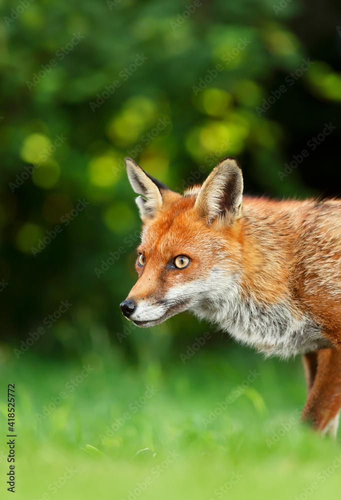 Fototapeta premium Red fox in grass against dark background