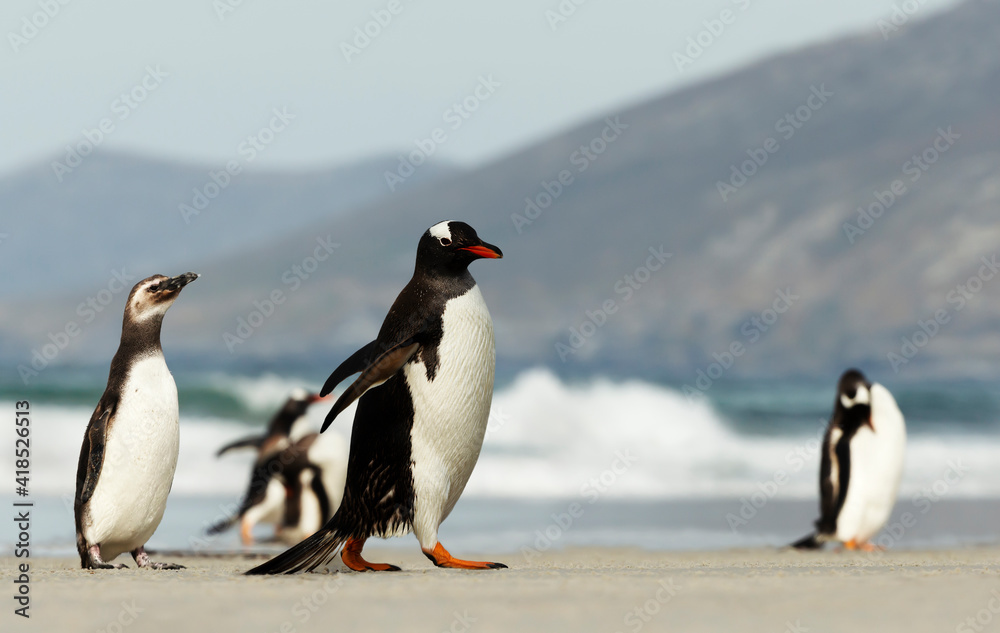 Obraz premium Gentoo and Magellanic penguins on a sandy beach