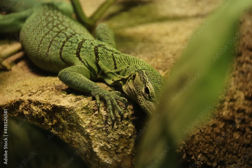 Naklejka premium Face à face