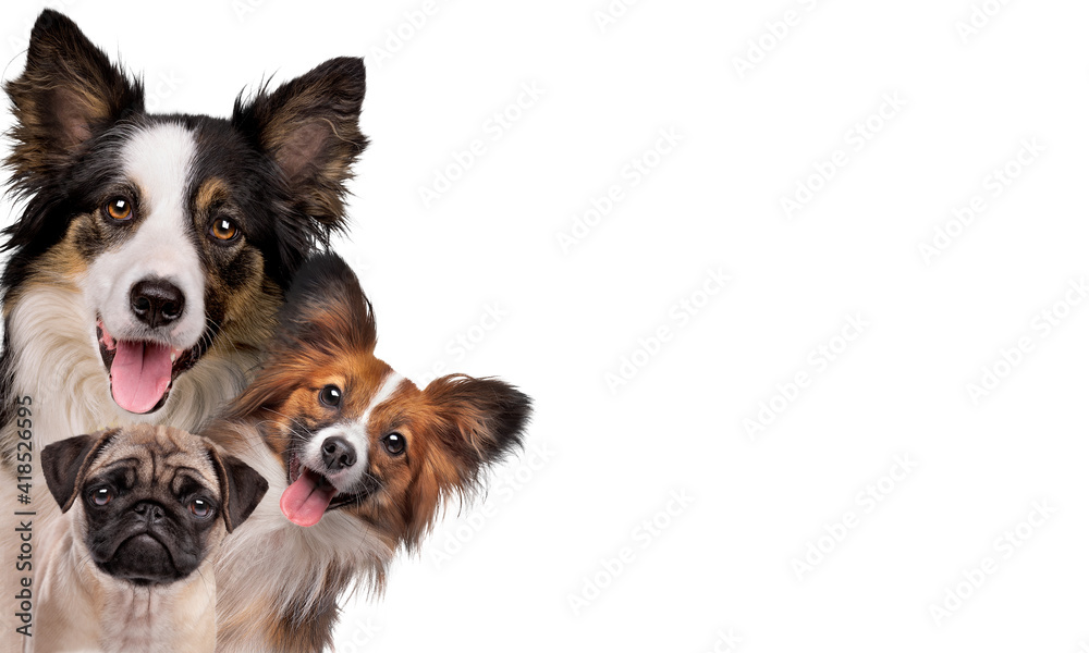 two happy panting dogs and one sad puppy dog two happy panting dogs and one sad puppy dog
