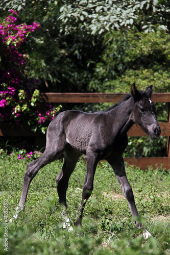 Foals and Mares Potros e Éguas