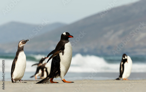 Gentoo and Magellanic penguins on a sandy beach