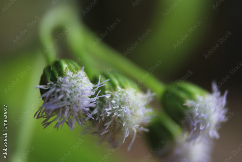 Fototapeta premium Grass flower