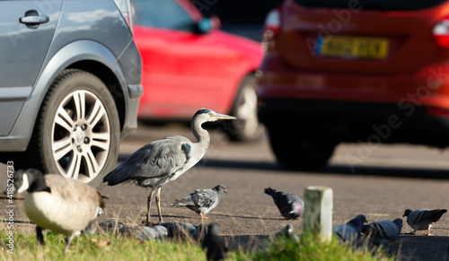 Εκτύπωση καμβά Close-up of a grey heron in a parking lot
