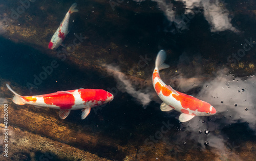 Colorful koi fish swimming in the lake