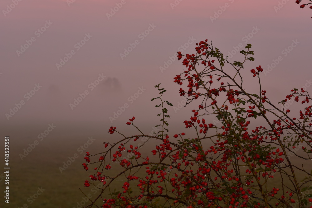 Fototapeta premium Rote Beeren