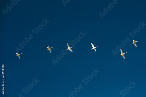 A flock of flying swans