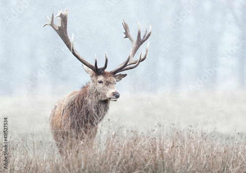 Red deer stag in first snow in winter