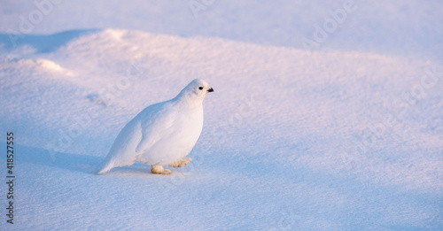 arctic partridge in winter plumage