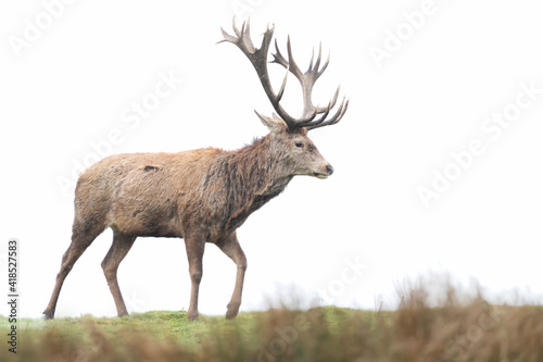 Close-up of a red deer stag against clear background © giedriius